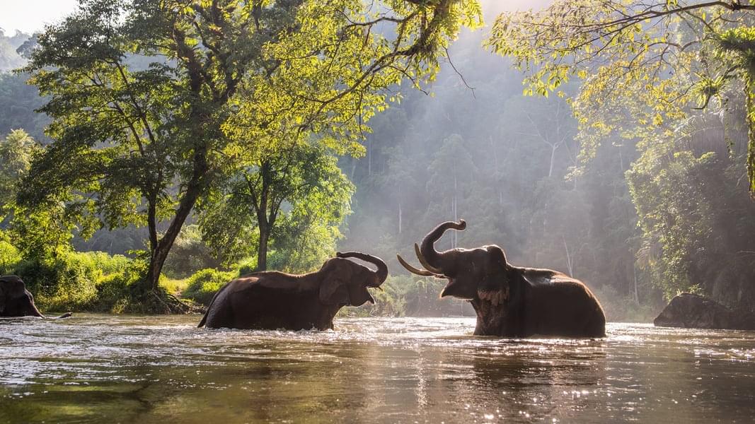  Elephant Sanctuary, Phuket