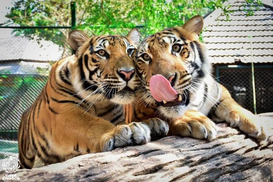  Tiger Kingdom, Phuket